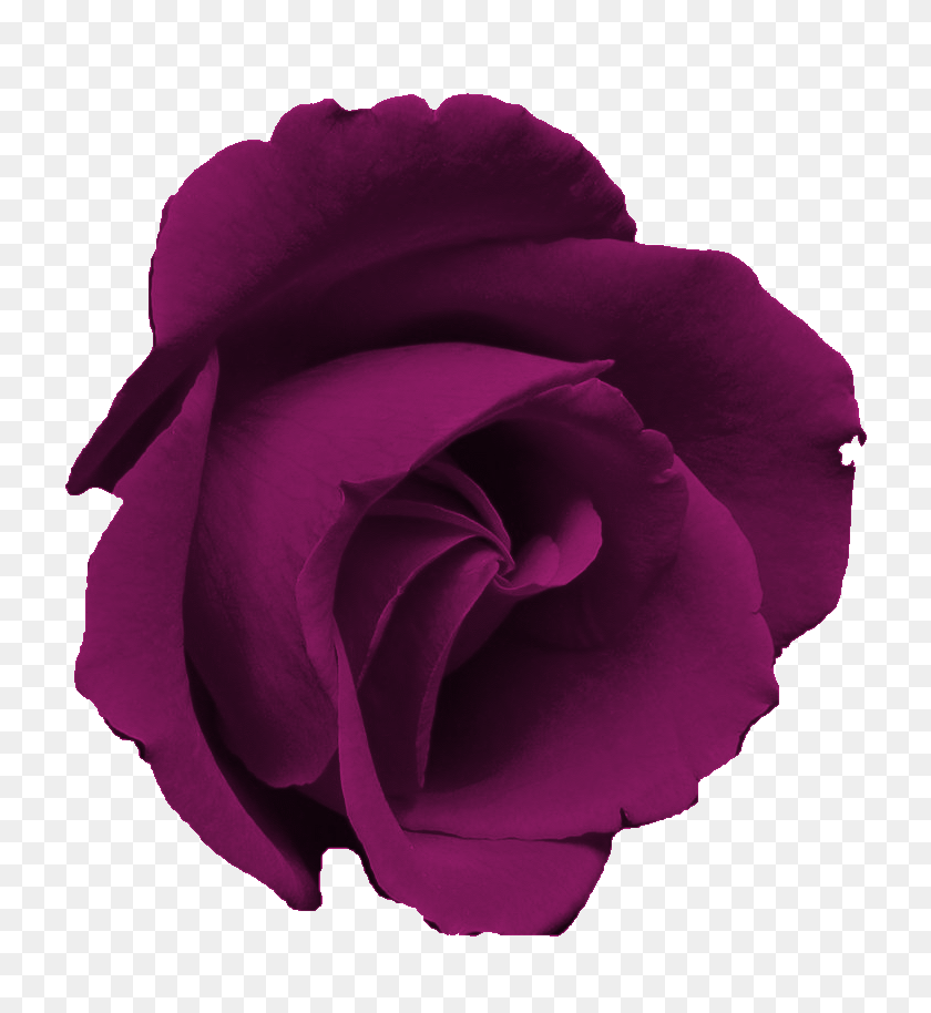 761x854 Sweetly Scrapped Free Flower Clip Art Images Purple Roses - Rose Flower Clipart