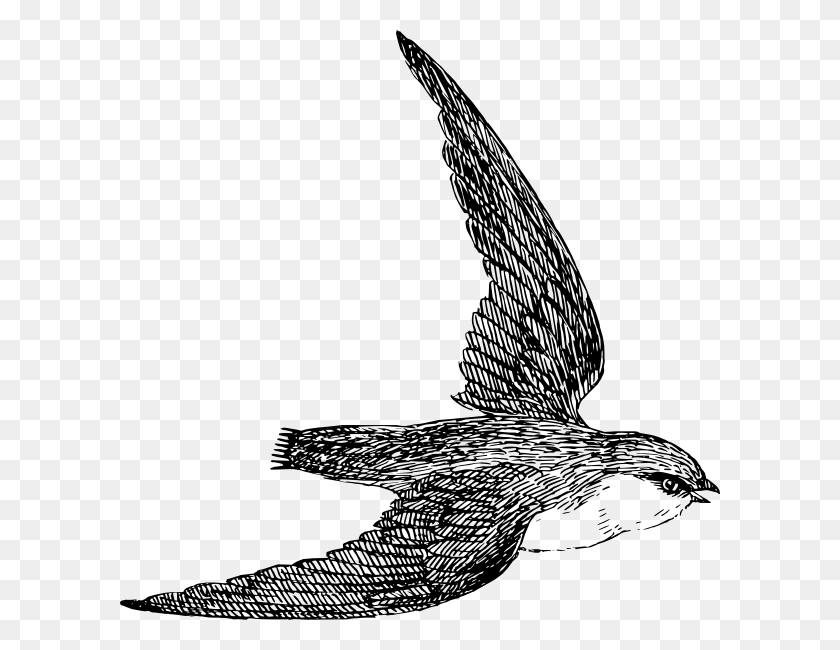 600x590 Swift Clip Art - Peregrine Falcon Clipart