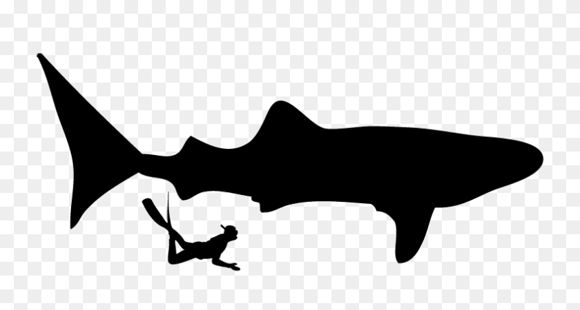 792x396 Плавание С Китовыми Акулами В Одно Долгое Путешествие - Китовая Акула Png