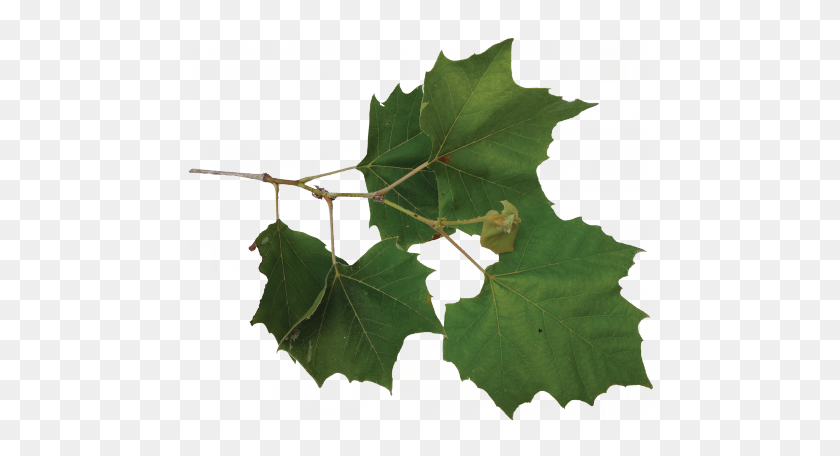 480x396 Sycamore Tree Leaf Png Transparent Sycamore Tree Leaf Images - Maple Tree PNG