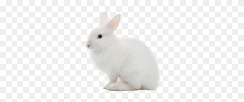 280x291 Tags - White Rabbit PNG