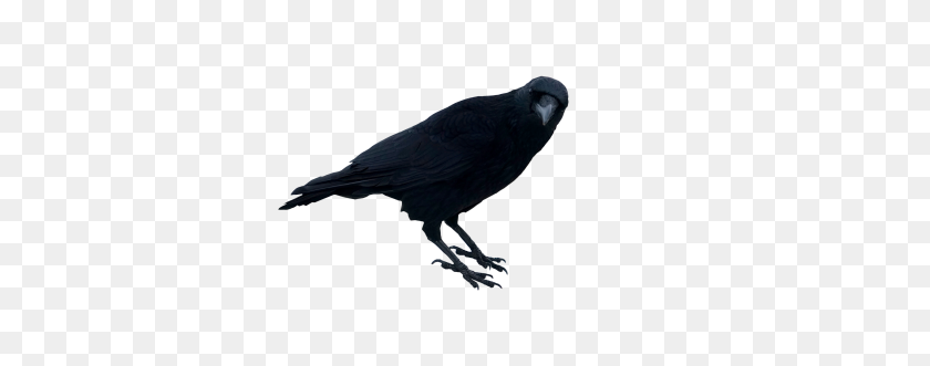 480x271 Tags - Crow PNG