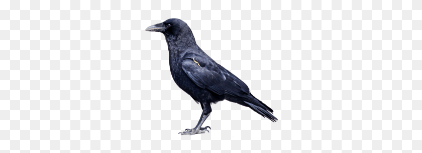 280x246 Tags - Crow PNG