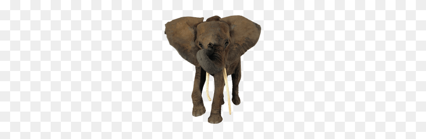 191x214 Tags - Elephant PNG