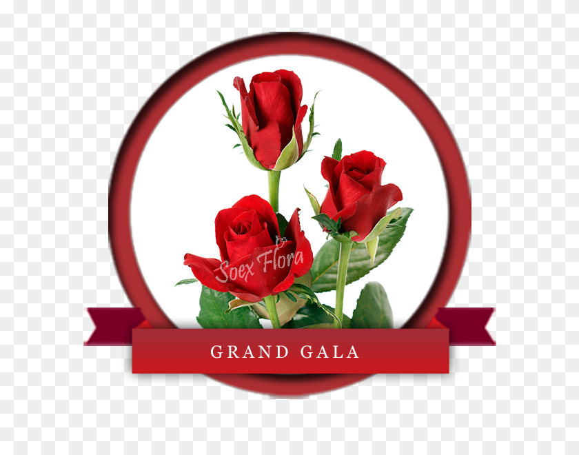 600x600 Taj Mahal Top Secret Rose Grower And Exporter In Malaysia - Rose With Thorns Clipart
