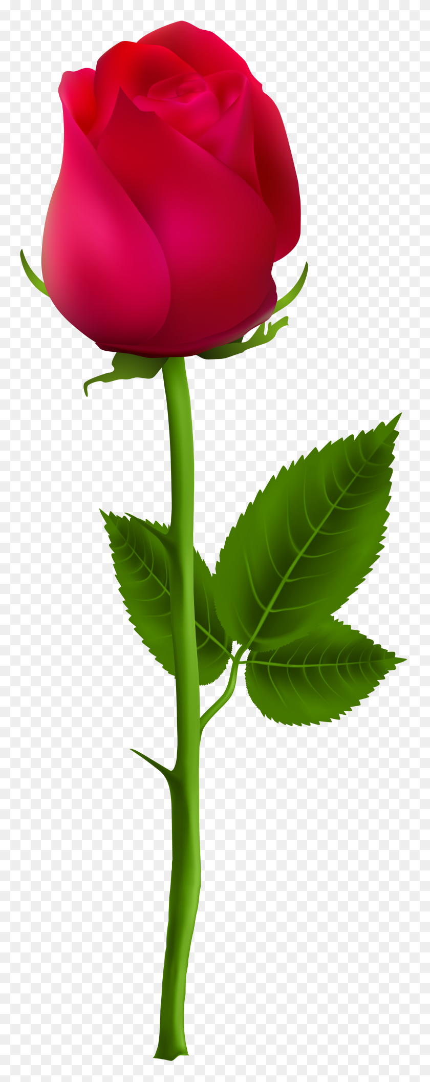 3039x8000 Talk Of Roses Red Roses - Single Flower PNG