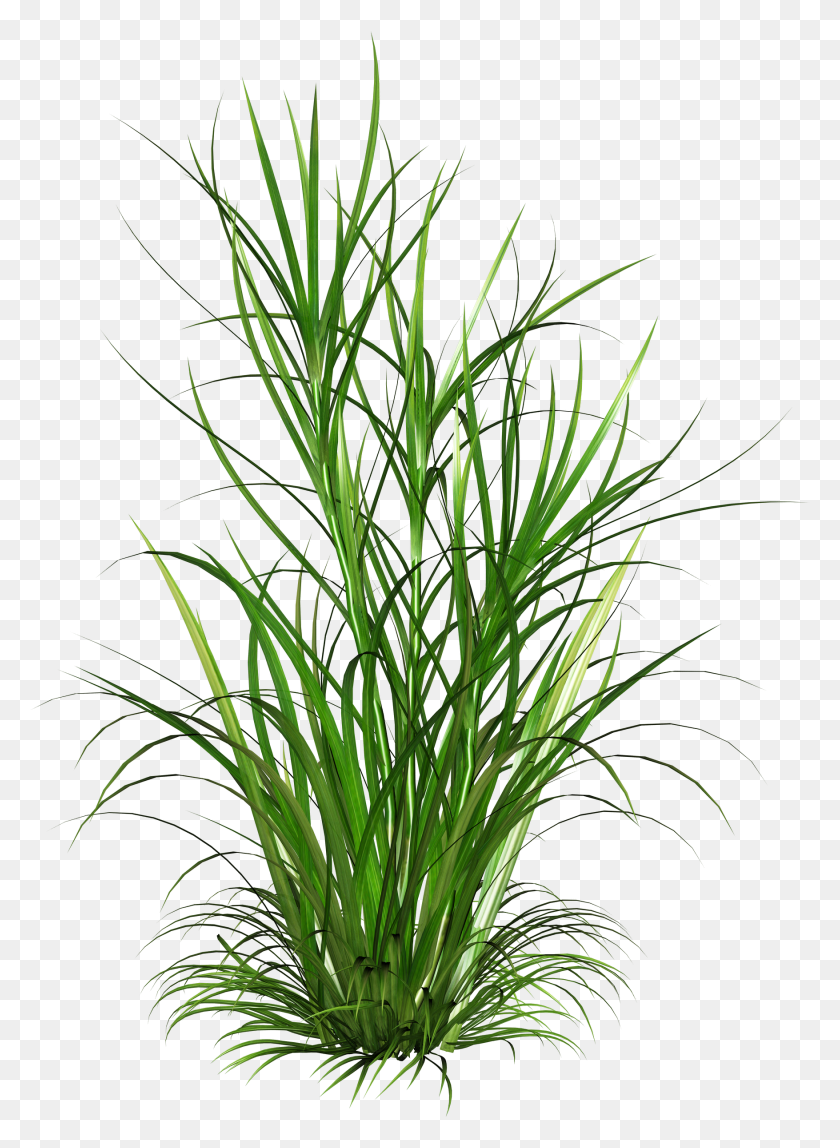 1755x2450 Tall Grass Png - Tall Grass PNG