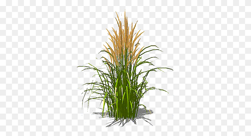 326x395 Tall Grass Transparent Png Pictures - Wild Grass PNG