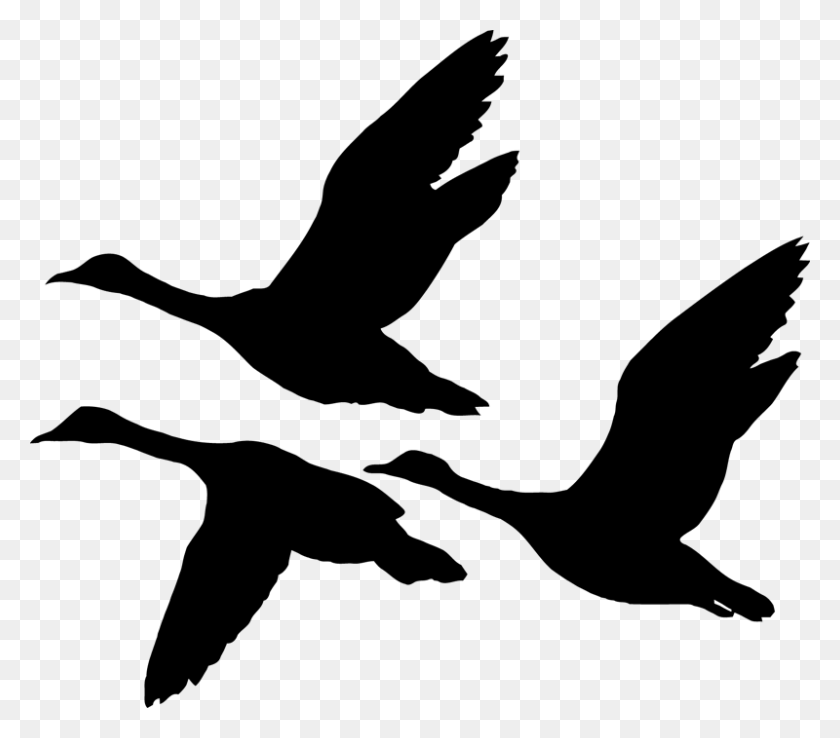 800x696 Tamzdezignsproduct Categories Archives - Duck Flying Clipart