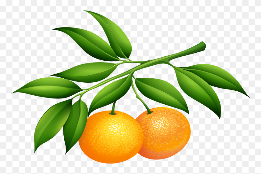 8000x5154 Tangerines Png Clip Art - Tangerine Clipart