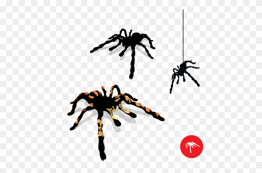 495x495 Tarantula Spider Blog De Desingarts - Tarántula Png