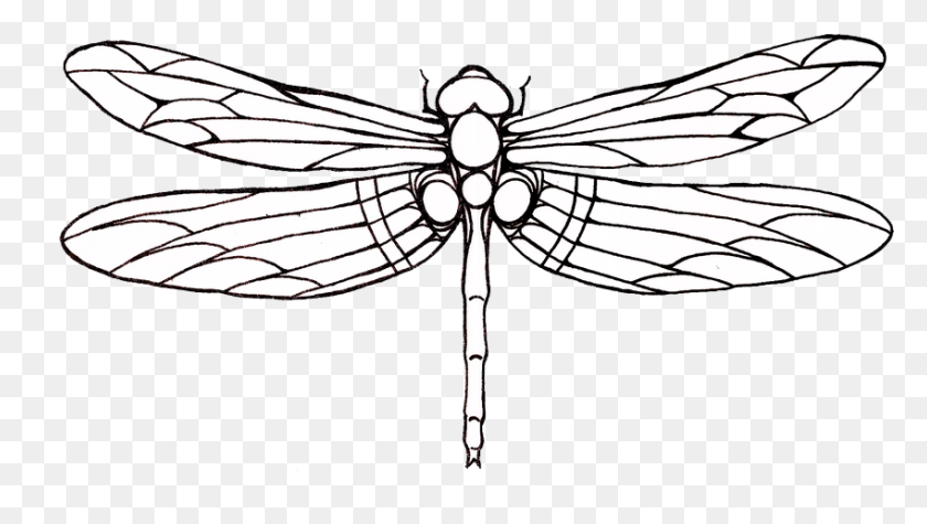 849x452 Tattoo Dragonfly Drawing Clip Art - Dragonfly Black And White Clipart