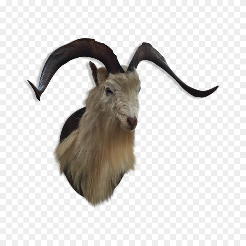 1457x1457 Taxidermy Head Of Goat - Goat Head PNG