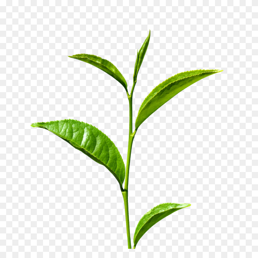 800x800 Tea Leaf Png Images Free Download - Tea Leaf PNG
