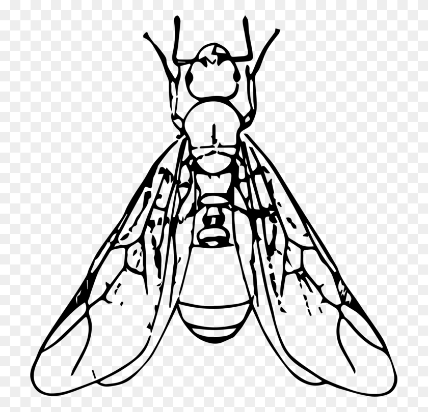 721x750 Termite Drawing For Free Download On Ya Webdesign - Beetle Clipart Black And White