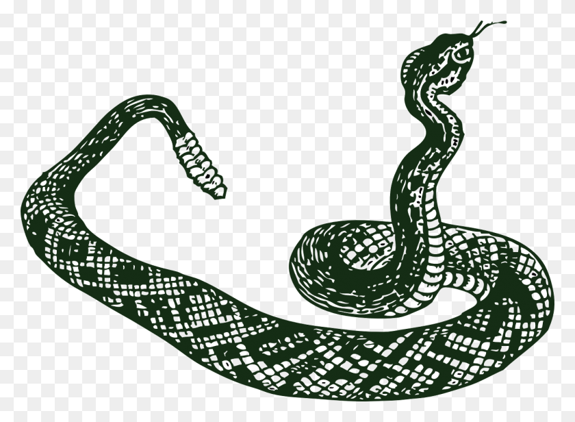 1280x913 Guía De Texas Para La Temporada De Serpientes Qué No Hacer Cuando Ve Una Serpiente - Cabeza De Serpiente Png