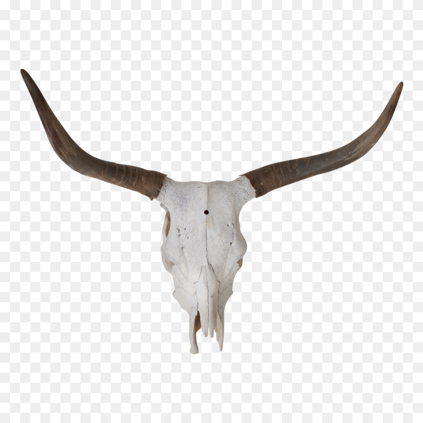 1200x1200 Texas Longhorn Bull Skull Bone - Cow Skull PNG