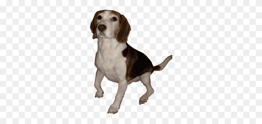 266x339 The Beagle Puppy Download Pet - Beagle PNG