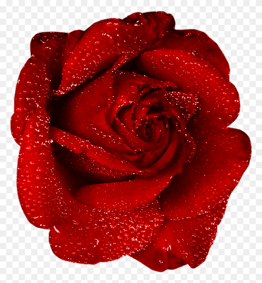918x1000 The Beast's Enchanted Rose Lasted A Decade How Long Can A Real - Beauty And The Beast Clipart Rose