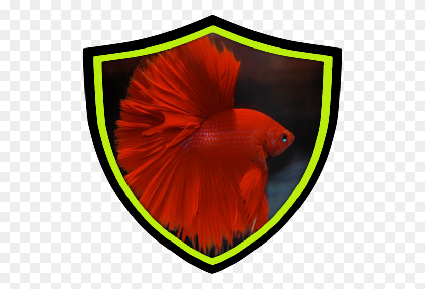 512x512 The Beauty Of Betta Fish Apk - Бетта Рыба Png