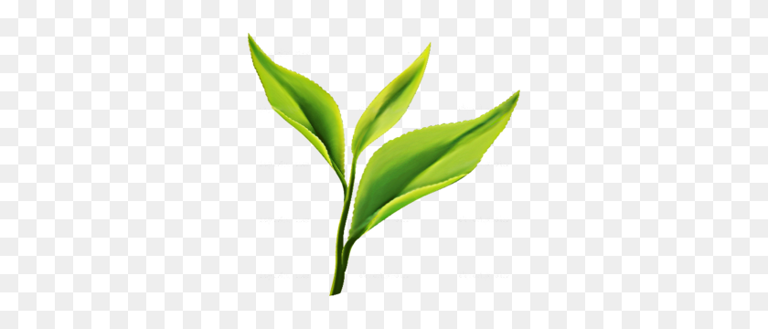 300x300 The Best Place To Buy Chinese Tea - Tea Leaves PNG