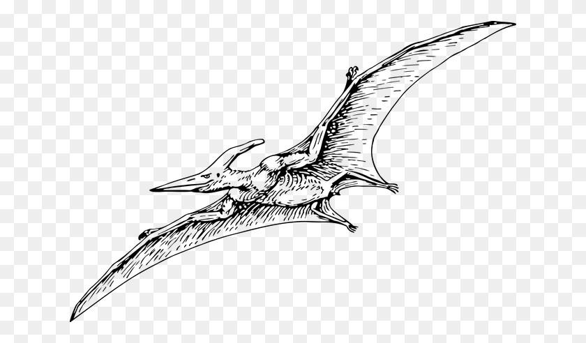 640x432 The Enigmatic Frigate Bird - Pterodactyl PNG