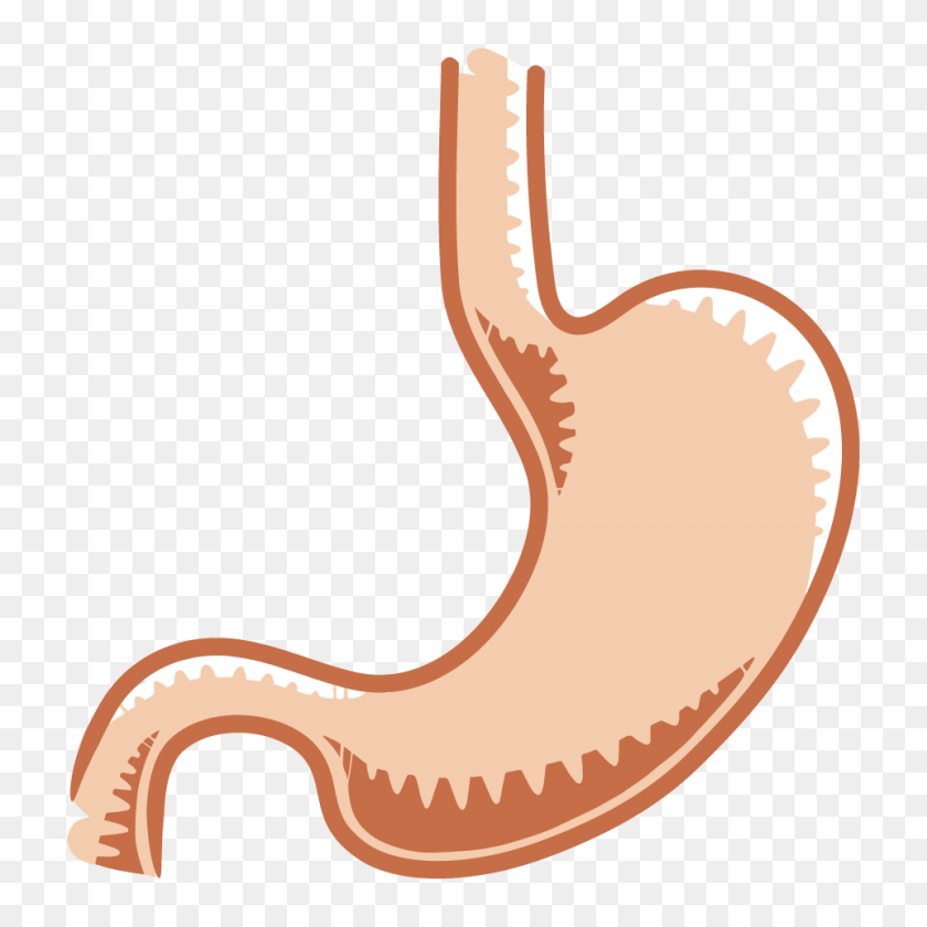 960x960 The Gastrointestinal System Tutorials Draw It To Know It - Anatomy And Physiology Clipart