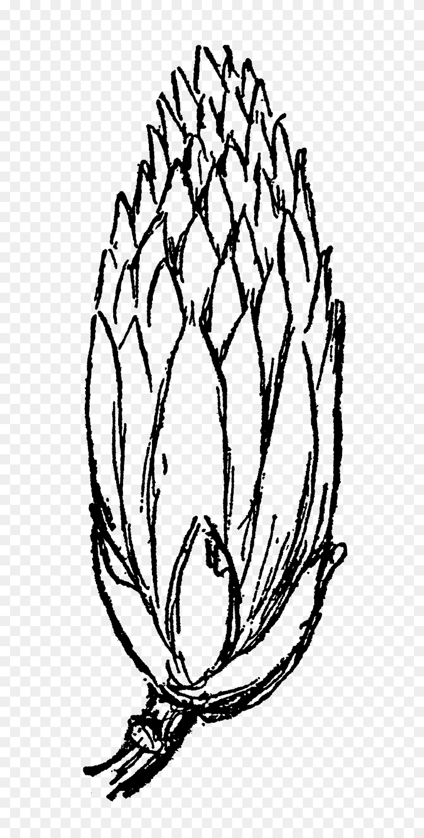 679x1600 The Graphics Monarch Royalty Free Flower Clipart Downloads - Flower Drawing PNG