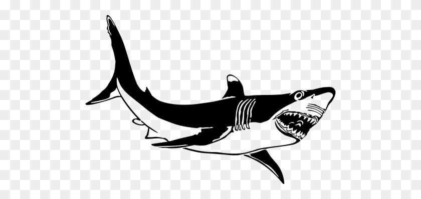 500x338 El Gran Tiburón Blanco De Dibujo Vectorial - Dientes De Tiburón Png