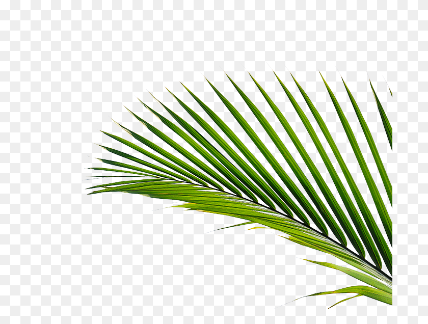 700x576 The Green Way - Palm Frond PNG