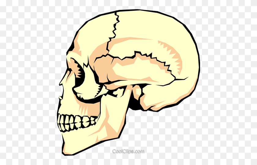 468x480 The Human Skull Royalty Free Vector Clip Art Illustration - Skull Clipart Free