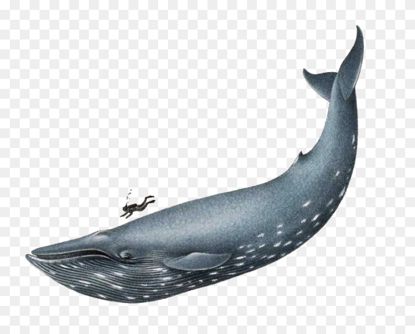 874x692 The New Gbsf Kids - Blue Whale Clipart