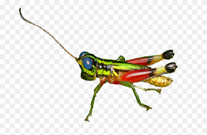 2732x1707 The Newest Grasshopper Stickers - Grasshopper PNG
