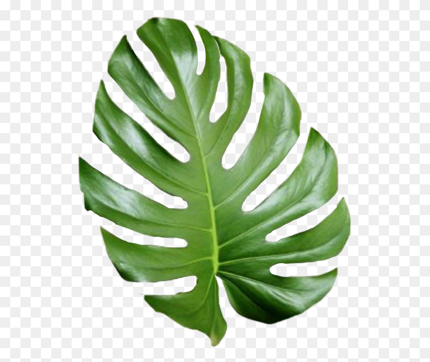 The Newest Palmleaf Stickers - Palm Tree Leaves PNG – Stunning free ...