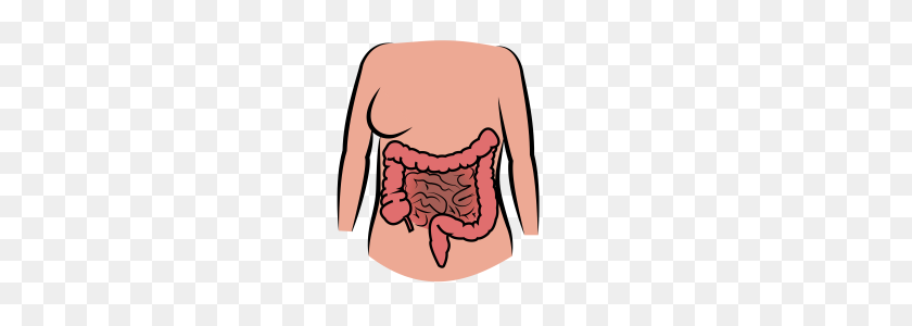 360x240 The Proven Benefits Of Coenzyme - Large Intestine Clipart