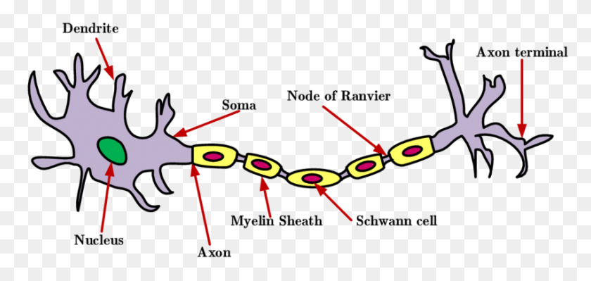 850x370 Структура Нейрона Скачать Научную Схему - Нейрон Png