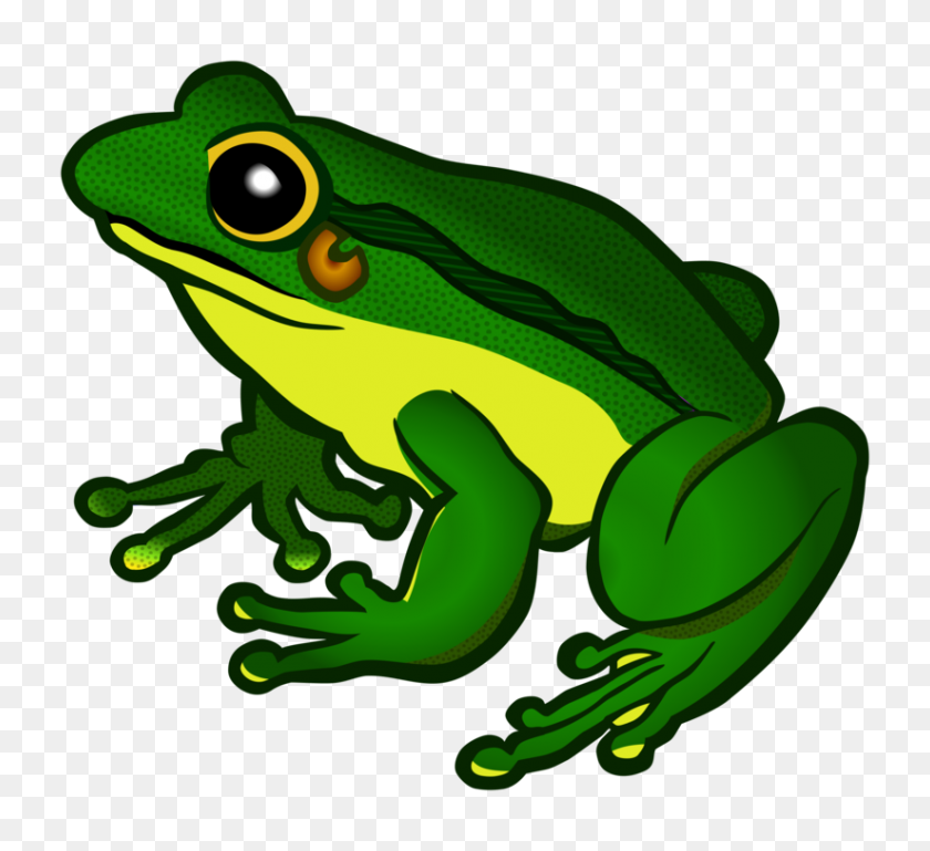 824x750 The Tree Frog Amphibian Download - Red Eyed Tree Frog Clipart