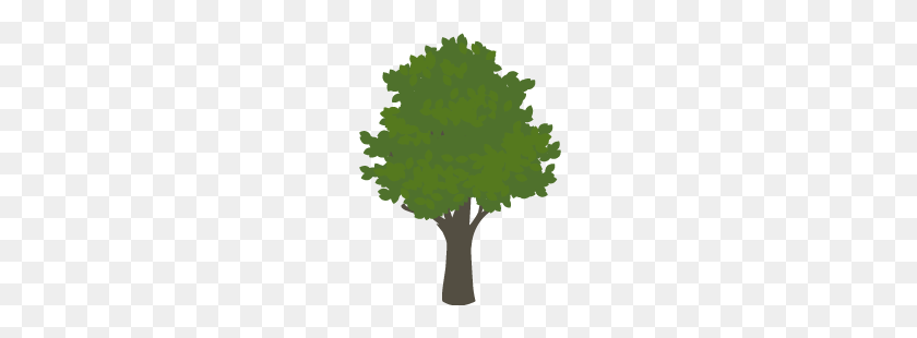 250x250 The Tree Hub - Forest Trees PNG