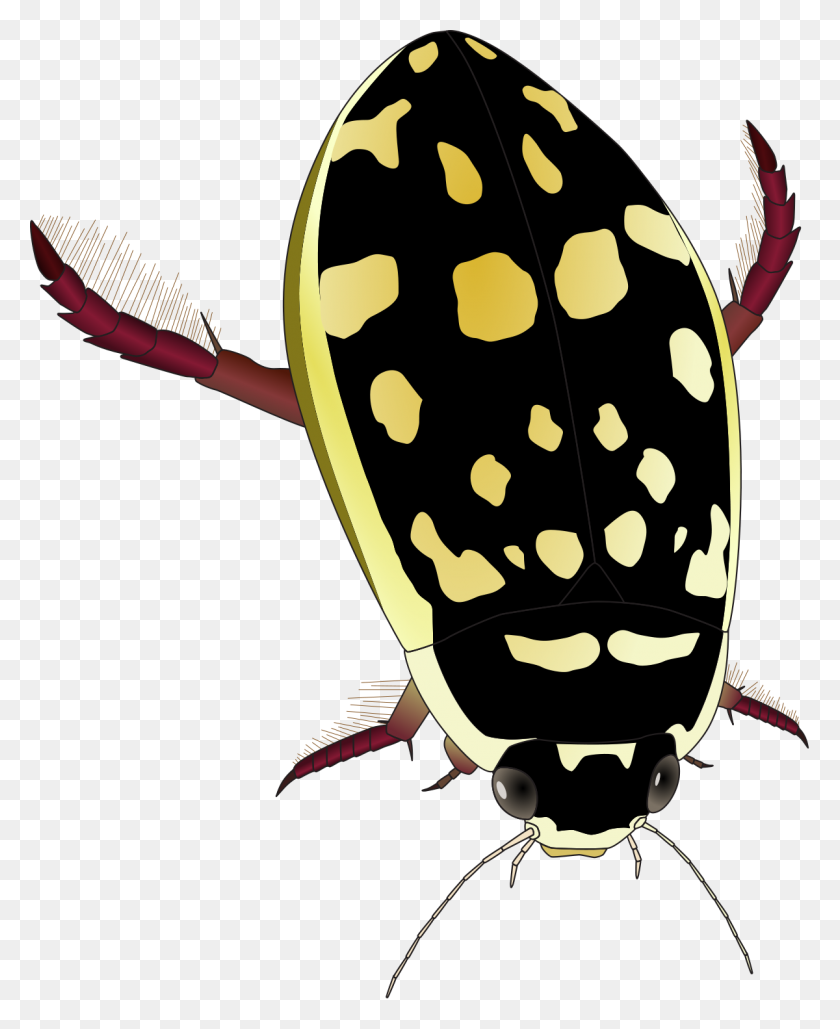 1200x1491 Thermonectus Marmoratus - Escarabajo Png