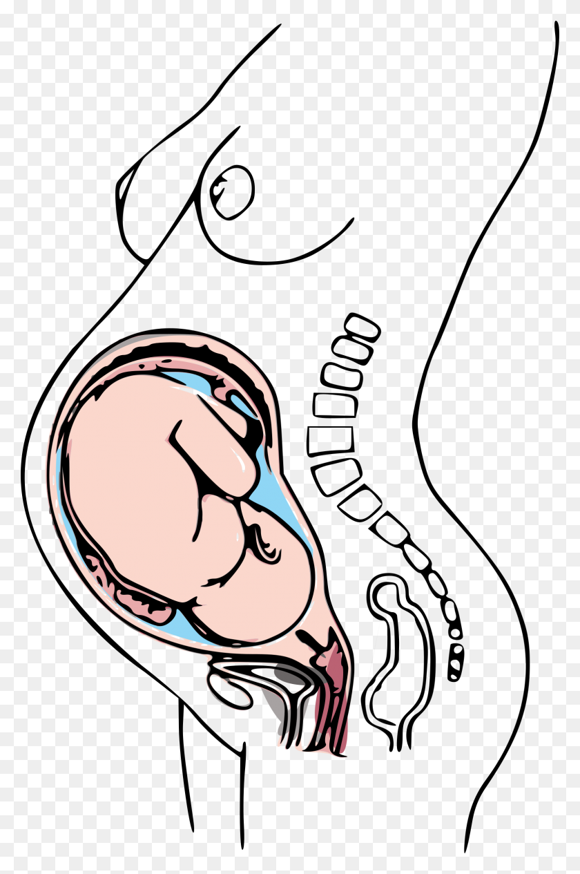 1553x2400 Third Trimester Pregnancy Icons Png - Pregnancy PNG