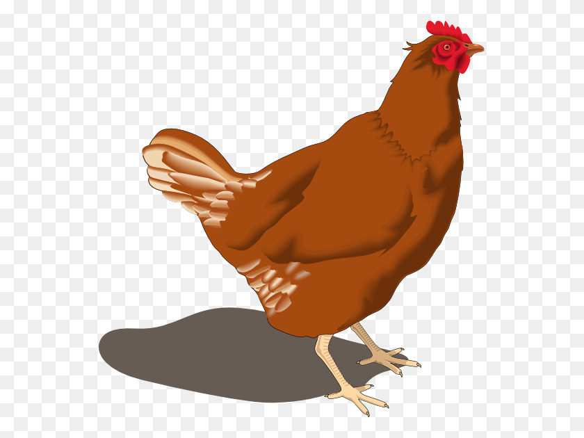 555x570 This Hen Clip Art Is - Poultry Clipart