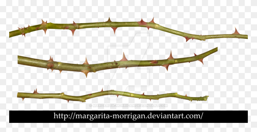 900x432 Thorns Of Roses - Thorns PNG