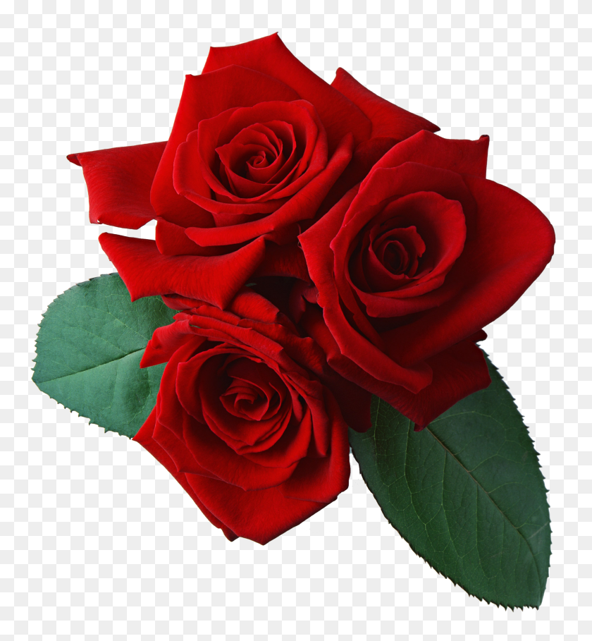 2094x2280 Tres Rosas Rojas Png Flor - Flor Rosa Png
