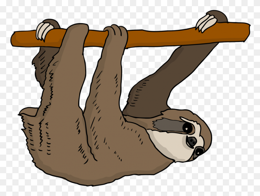1018x750 Three Toed Sloth Armadillo Anteater Bear - Sloth Clipart