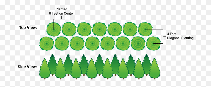 700x285 Thuja Green Giant Arborvitae Evergreens For Sale - Plant Top View PNG