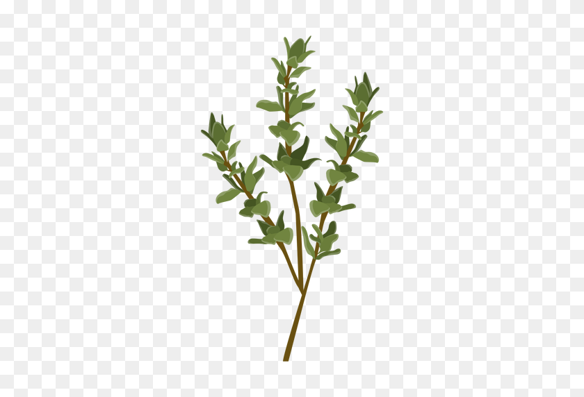 512x512 Thyme Herb Illustration - Herbs PNG