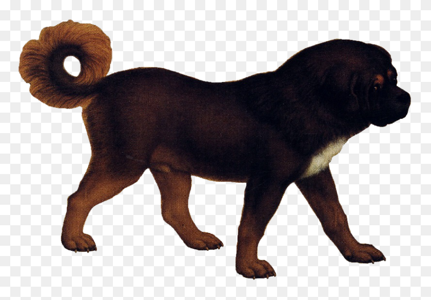 825x557 Tibetan Mastiff - Dog PNG