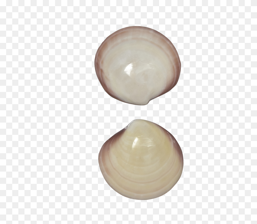 2611x2249 Tiger Clam Pair Polished Shells - Clam PNG