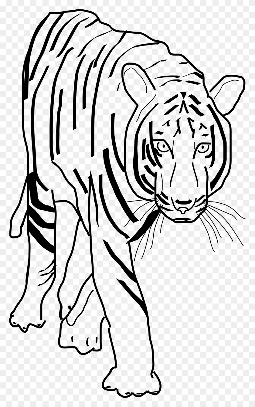 1461x2400 Tiger Icons Png - White Tiger PNG
