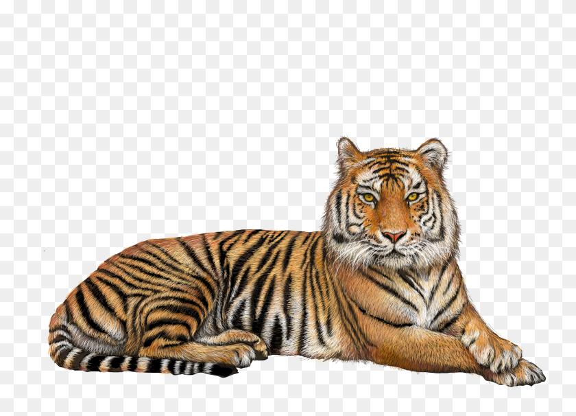 3000x2100 Тигр Png Изображения - Белый Тигр Png